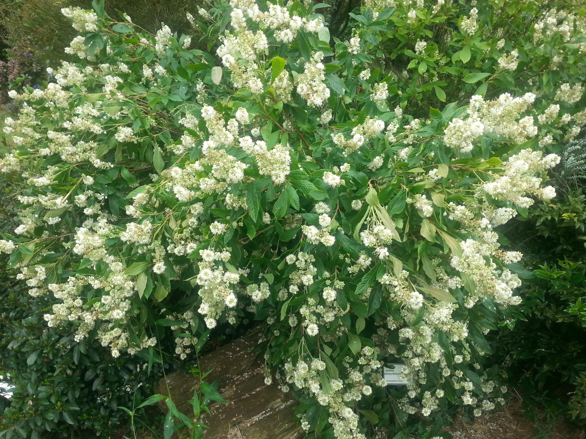 Clethra alnifolia 'Anne Bidwell'