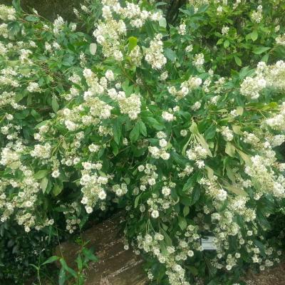 Clethra alnifolia 'Anne Bidwell'
