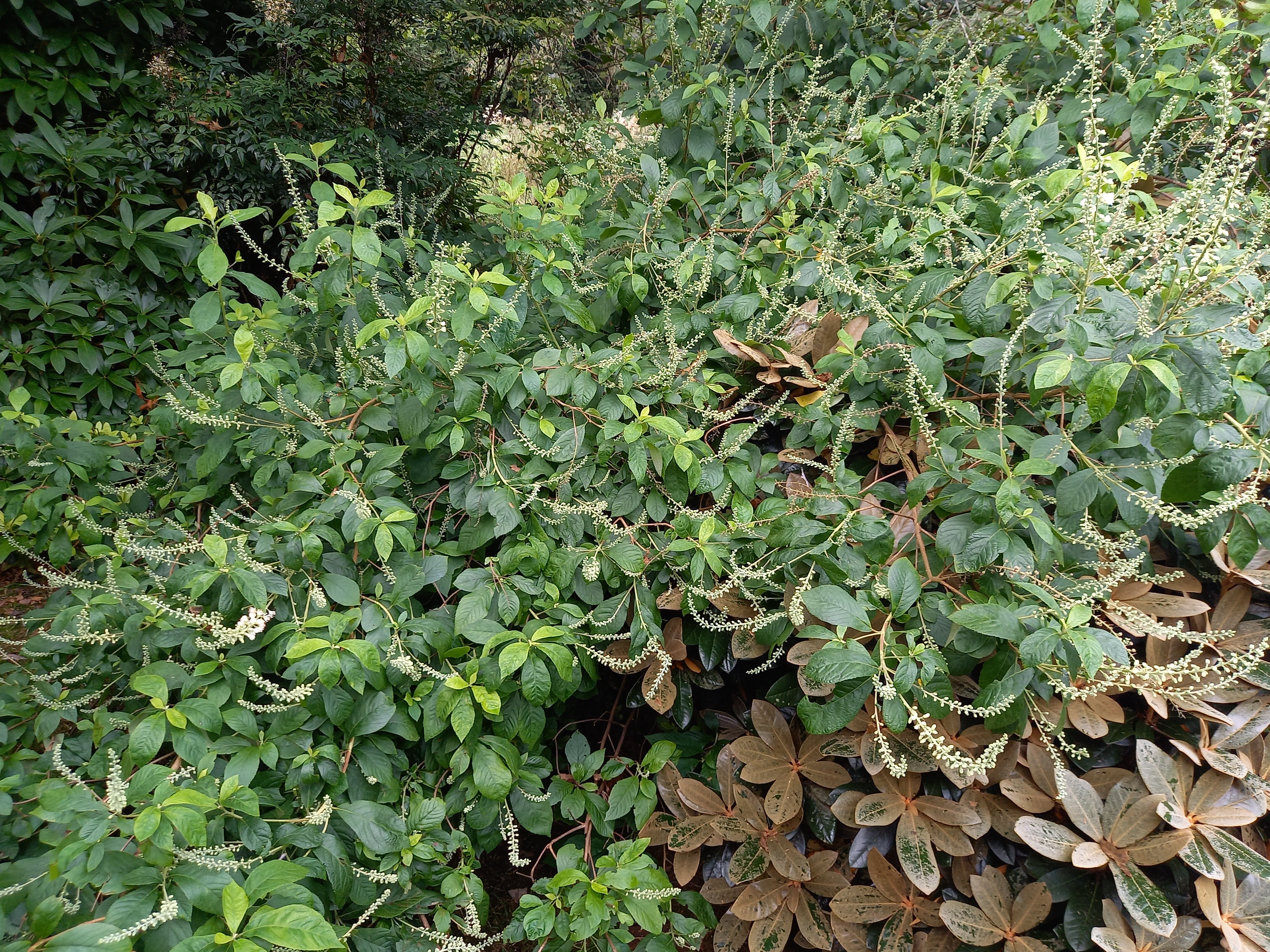 Clethra alnifolia 'Creel's Calico'
