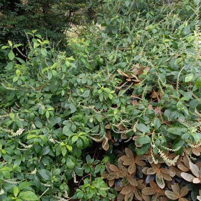 Clethra alnifolia 'Creel's Calico'