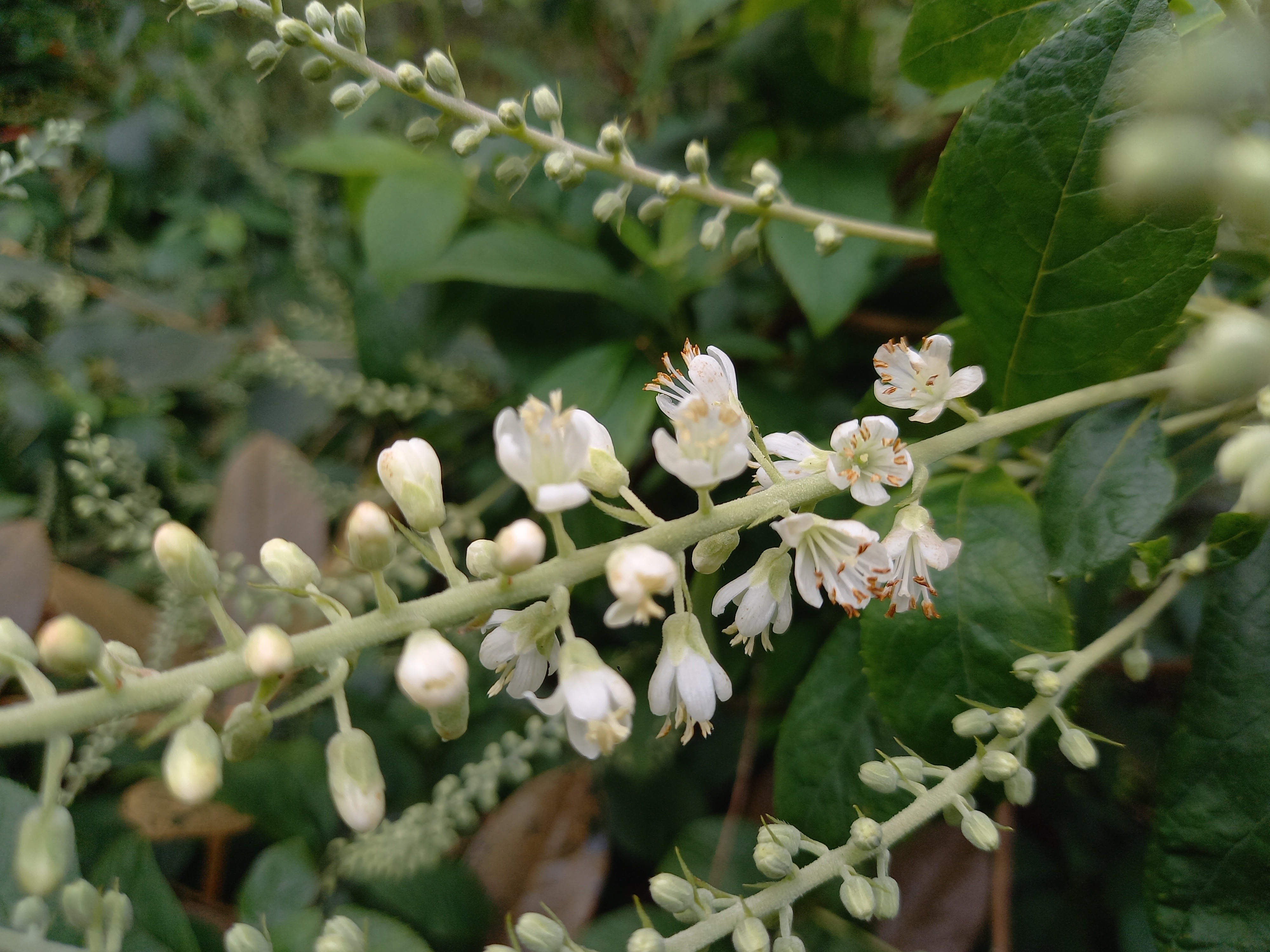 Clethra alnifolia 'Creel's Calico'