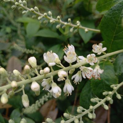 Clethra alnifolia 'Creel's Calico'