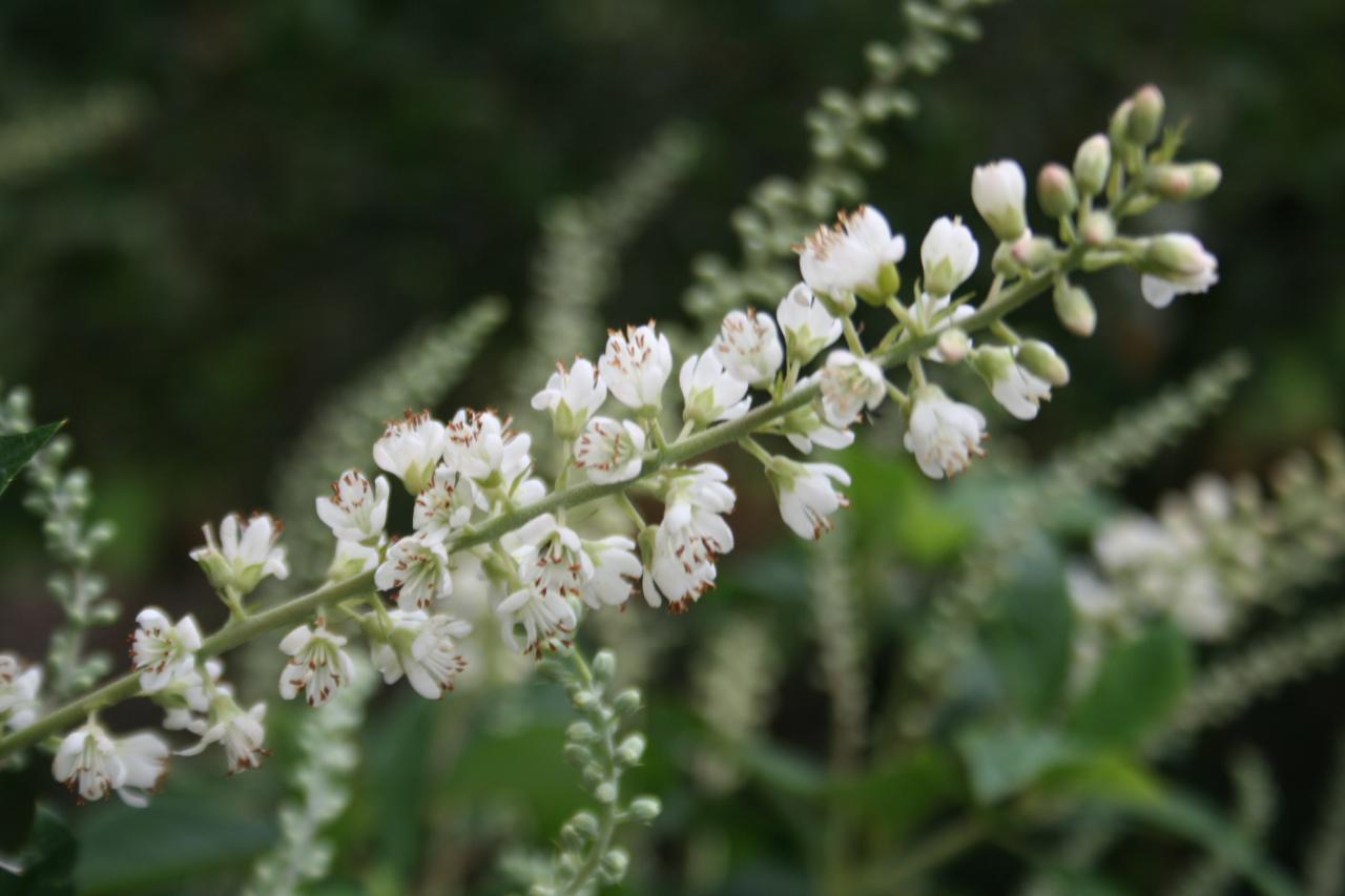 Clethra alnifolia 'Creel's Calico'