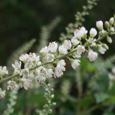 Clethra alnifolia 'Creel's Calico'