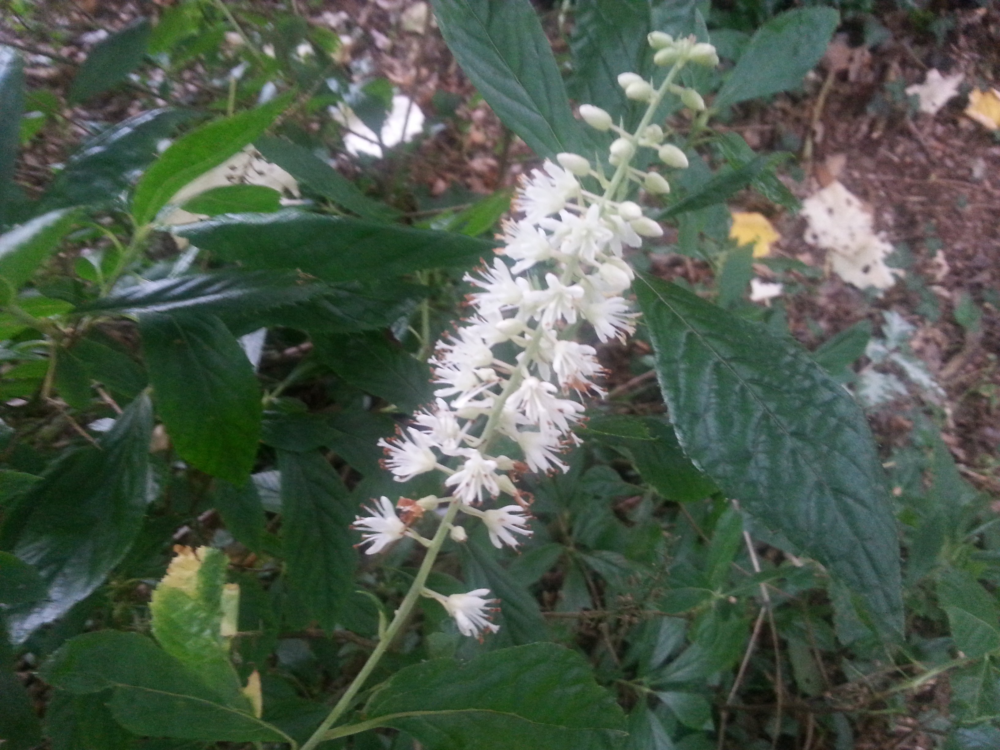 Clethra alnifolia 'Hummingbird'