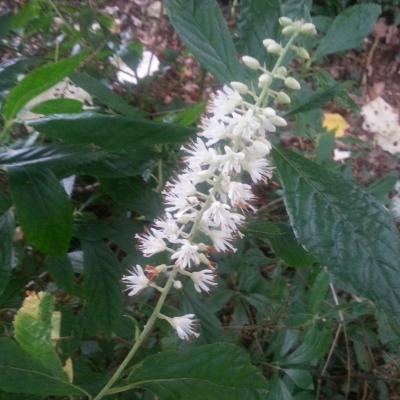 Clethra alnifolia 'Hummingbird'