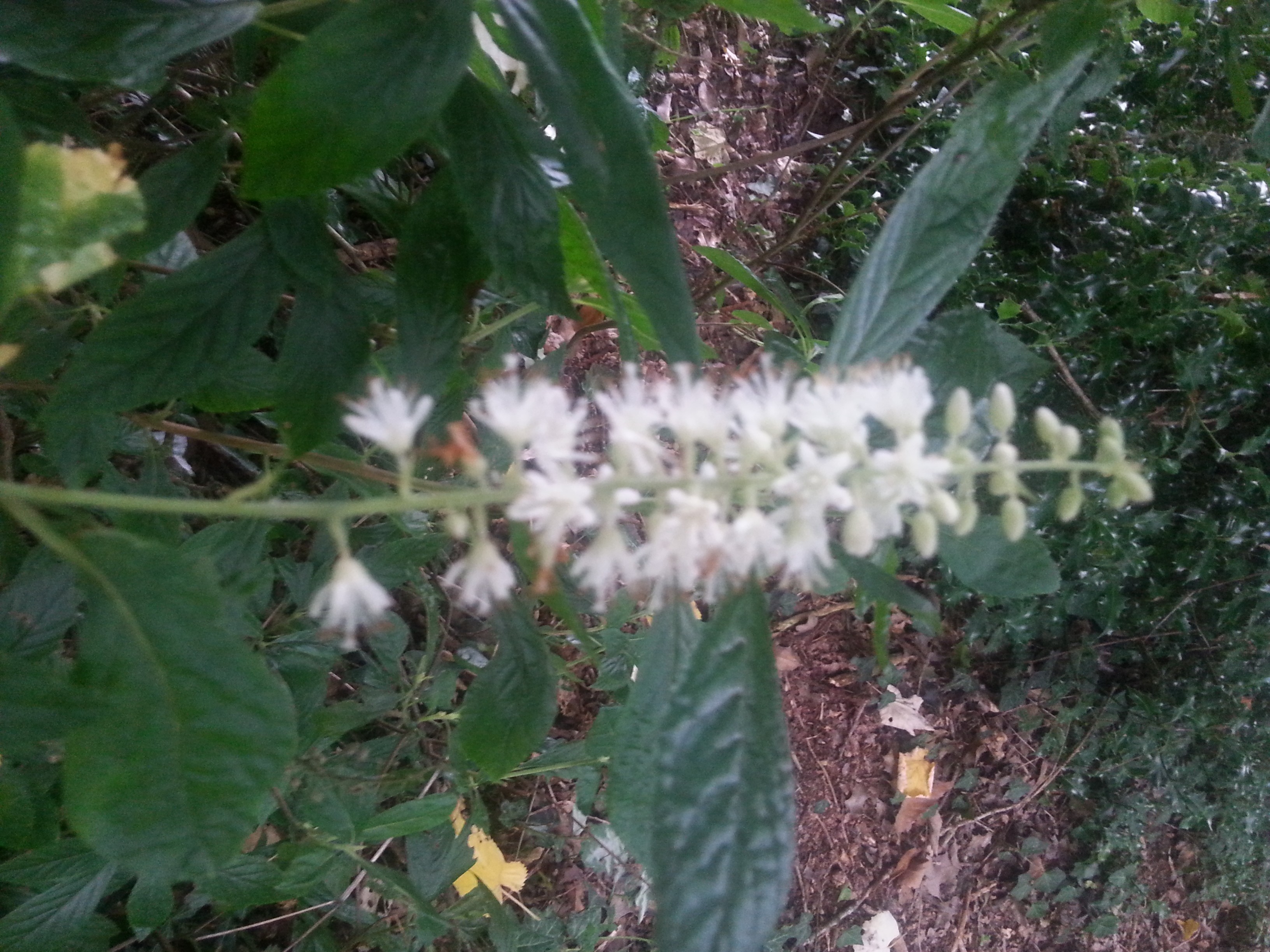 Clethra alnifolia 'Hummingbird'