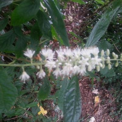 Clethra alnifolia 'Hummingbird'