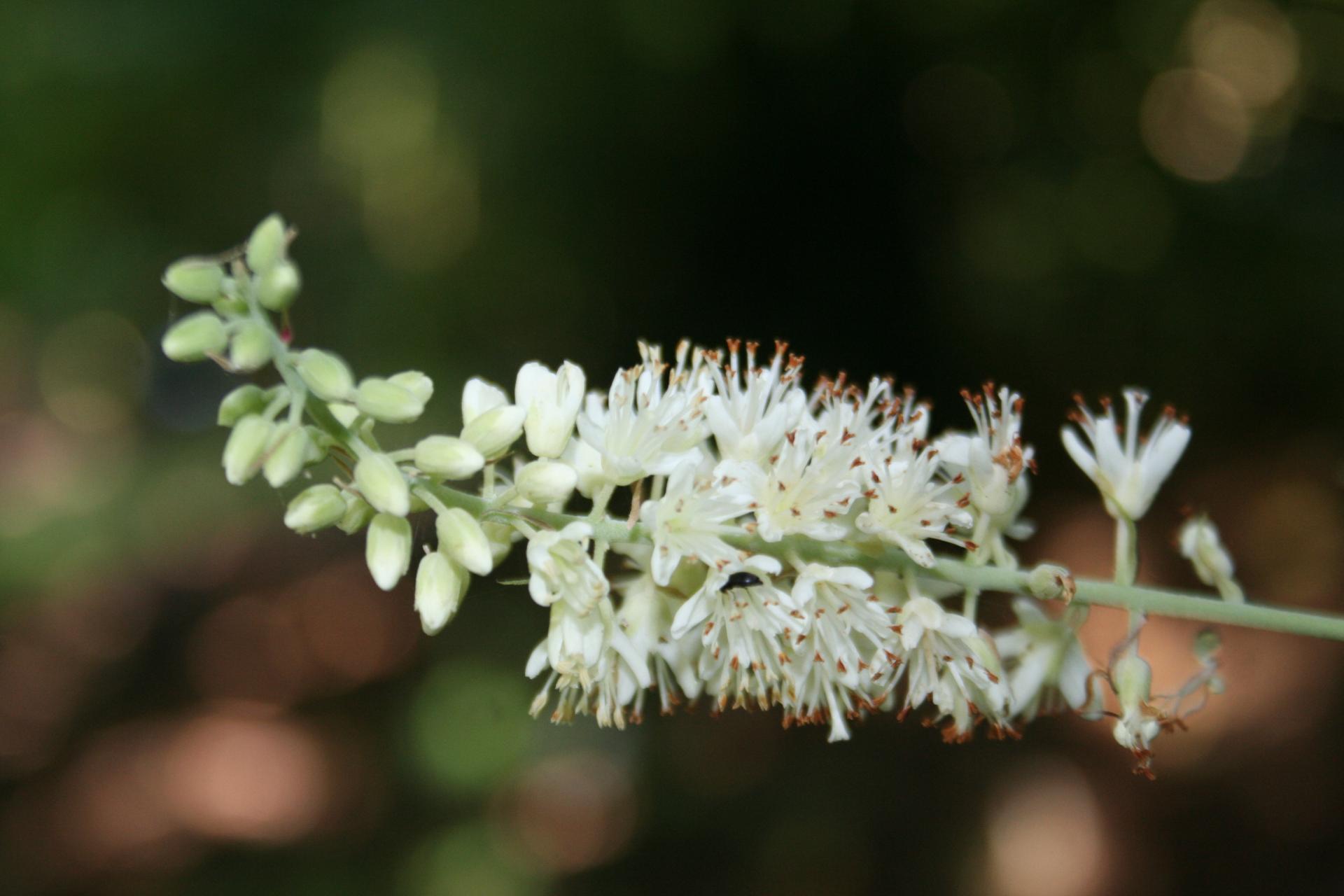 Clethra alnifolia 'Hummingbird'