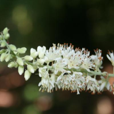 Clethra alnifolia 'Hummingbird'-4-