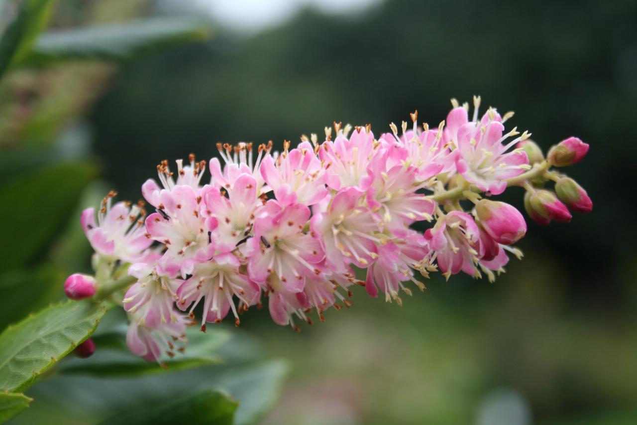 Clethra alnifolia 'Ruby Spice'