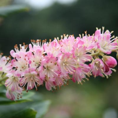 Clethra alnifolia 'Ruby Spice'