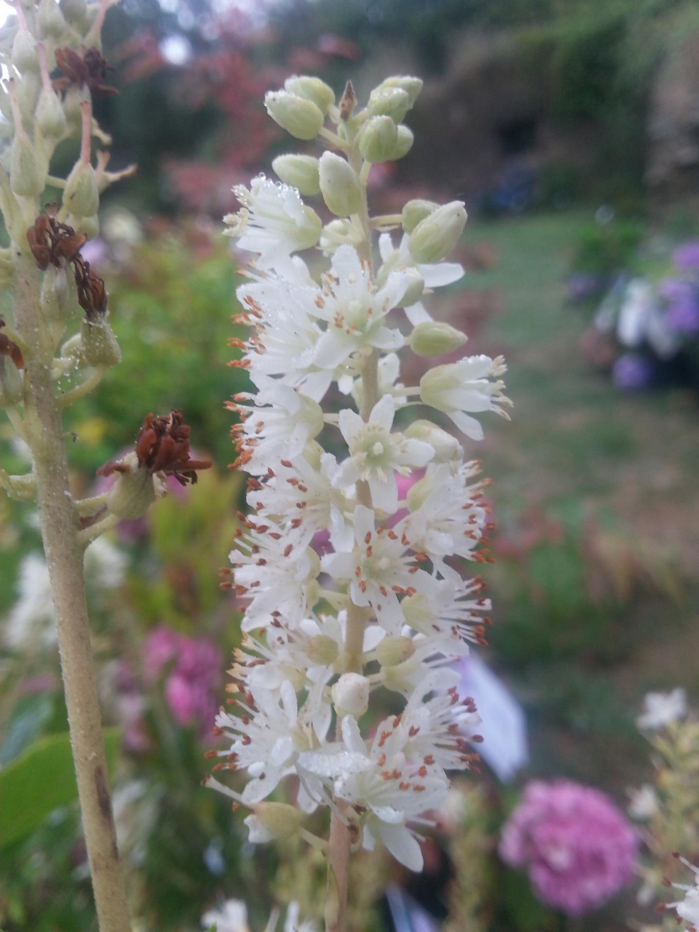 Clethra alnifolia 'Sixteen Candles'