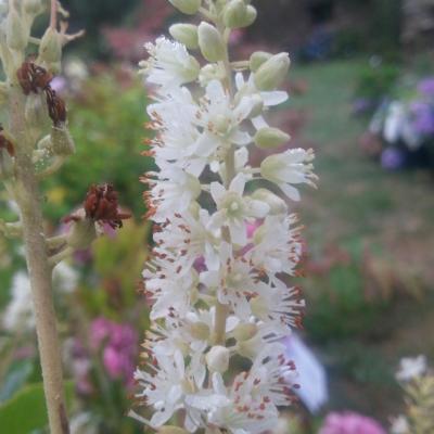 Clethra alnifolia 'Sixteen Candles'