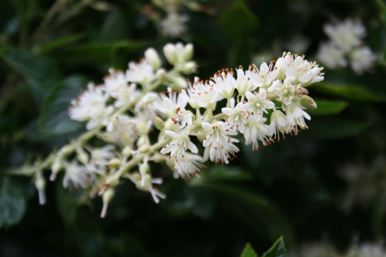 Clethra alnifolia 'Sixteen Candles'