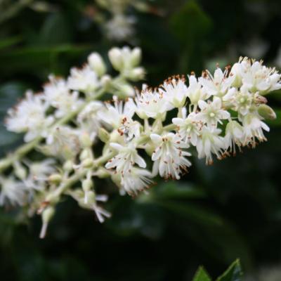 Clethra alnifolia 'Sixteen Candles'