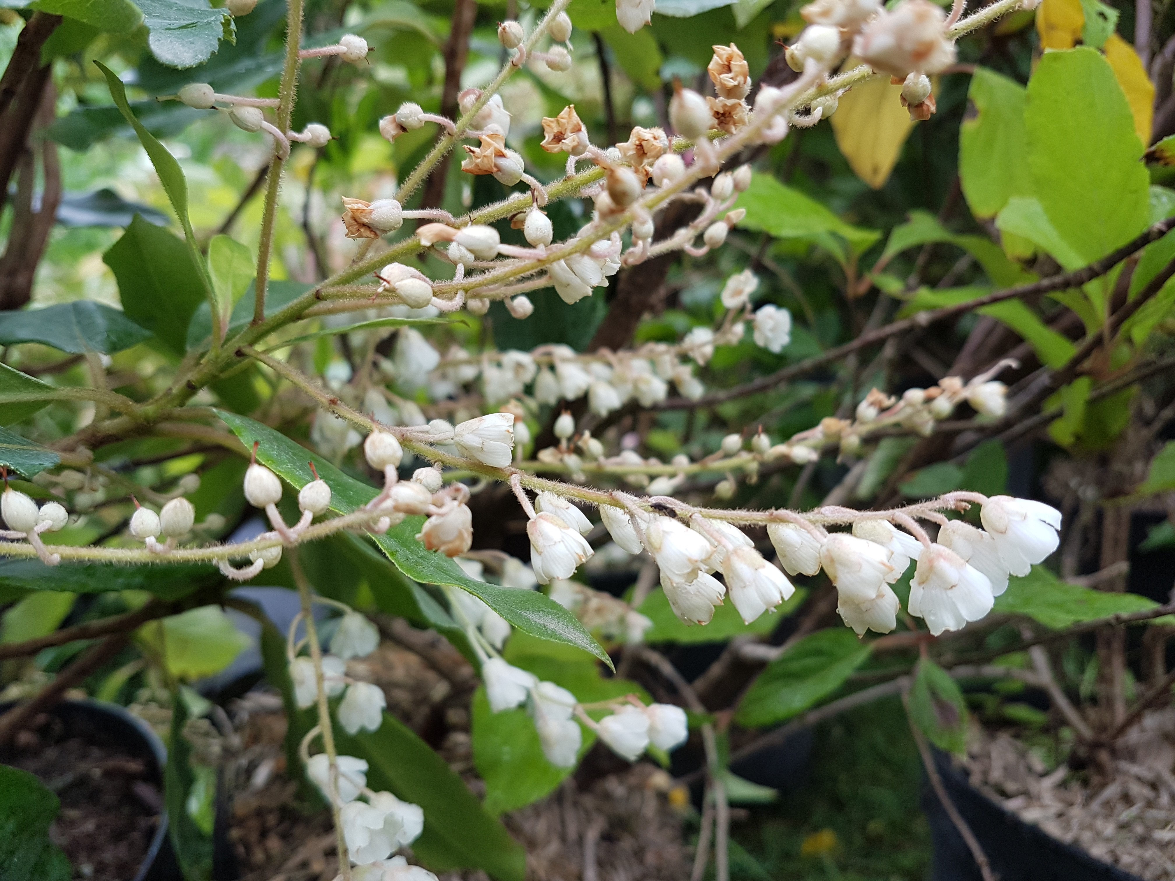 Clethra arborea