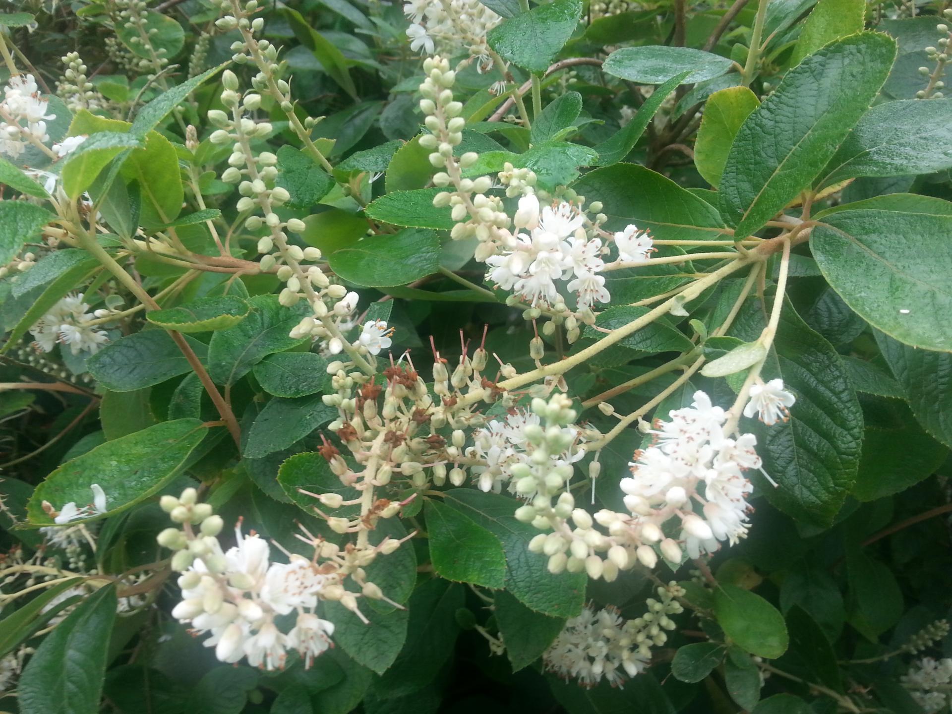 Clethra fargesii