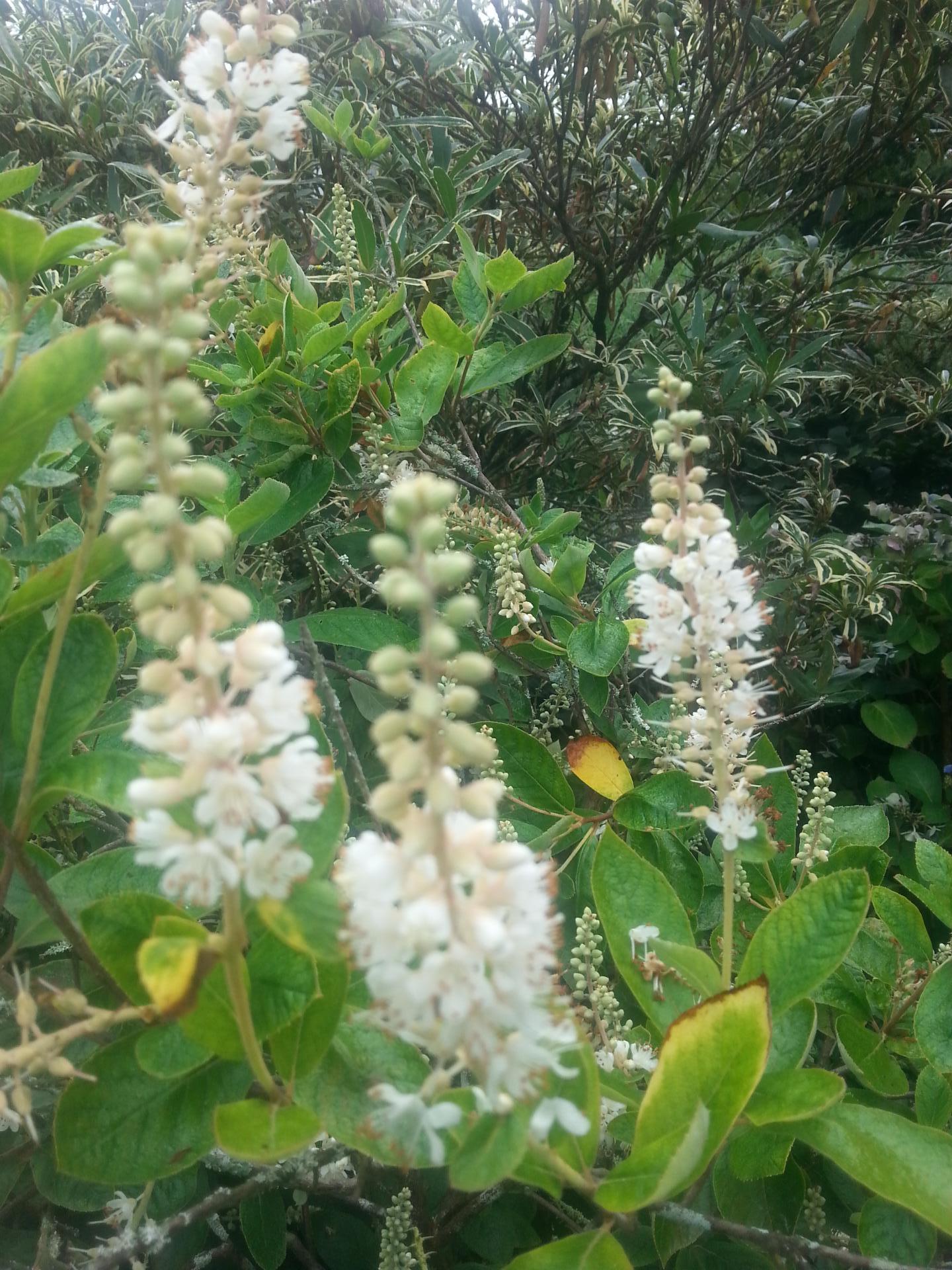 Clethra fargesii