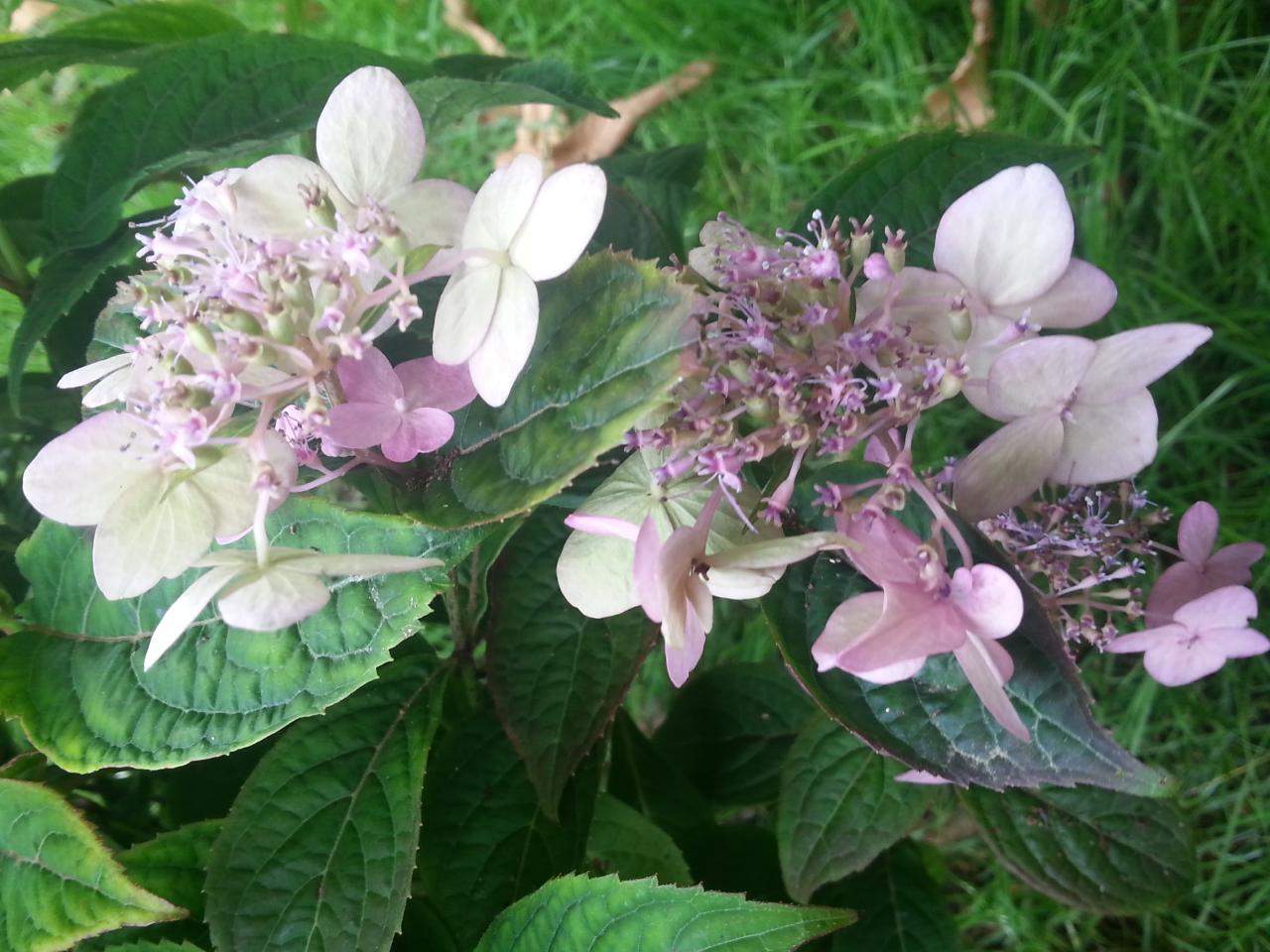 Copie de Hydrangea  serrata 'Suzukayama-yama'