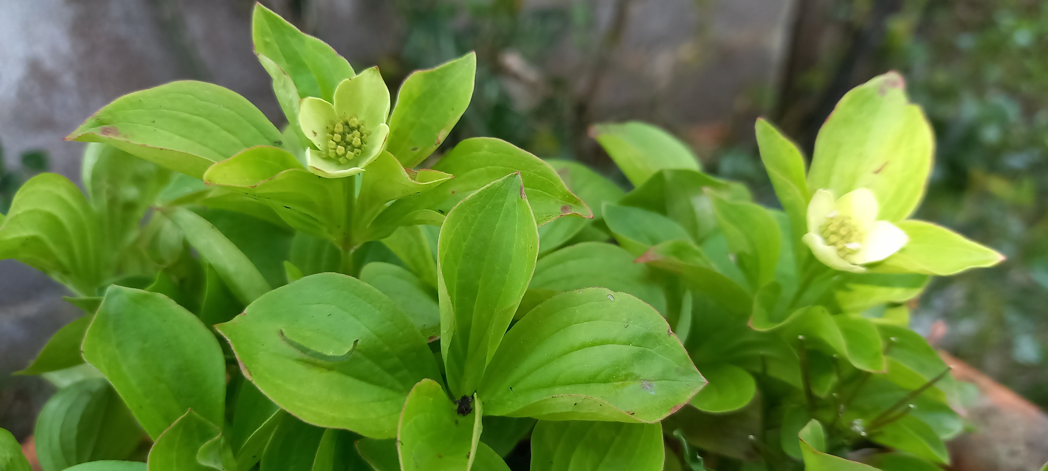 Cornus (bot.) canadensis