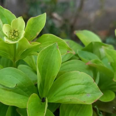 Cornus (bot.) canadensis