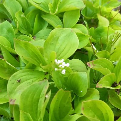 Cornus (bot.) canadensis