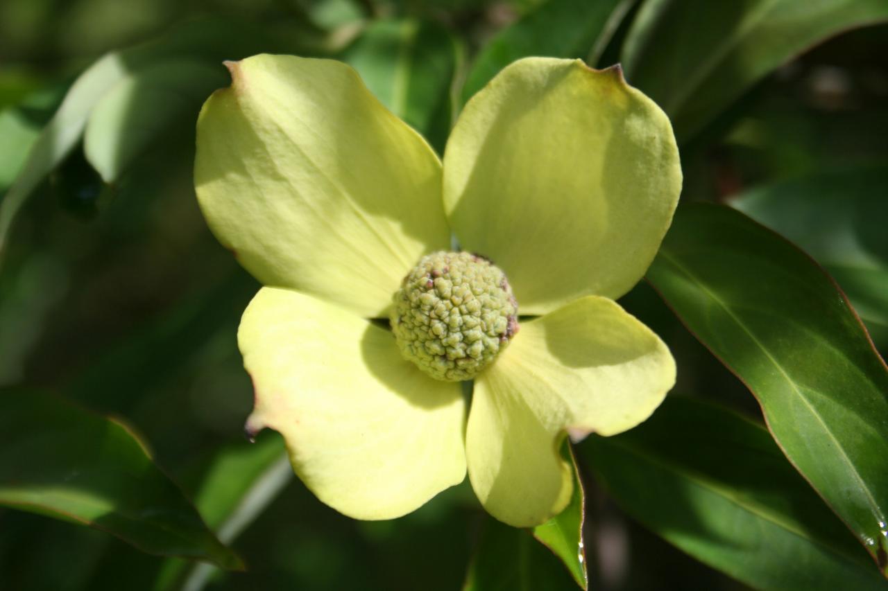 Cornus (bot.) capitata