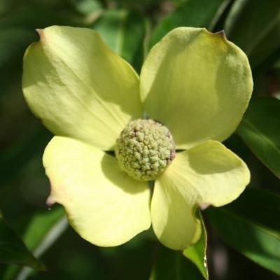 Cornus (bot.) capitata