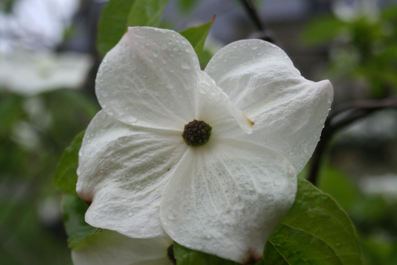 Cornus 'Eddie's White Wonder'