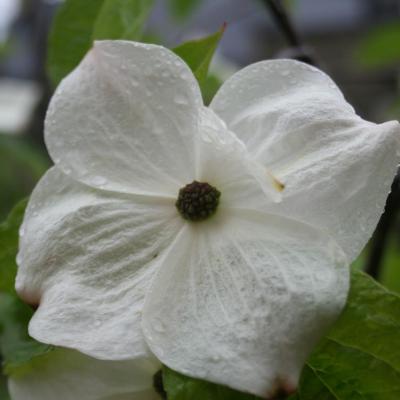 Cornus 'Eddie's White Wonder'