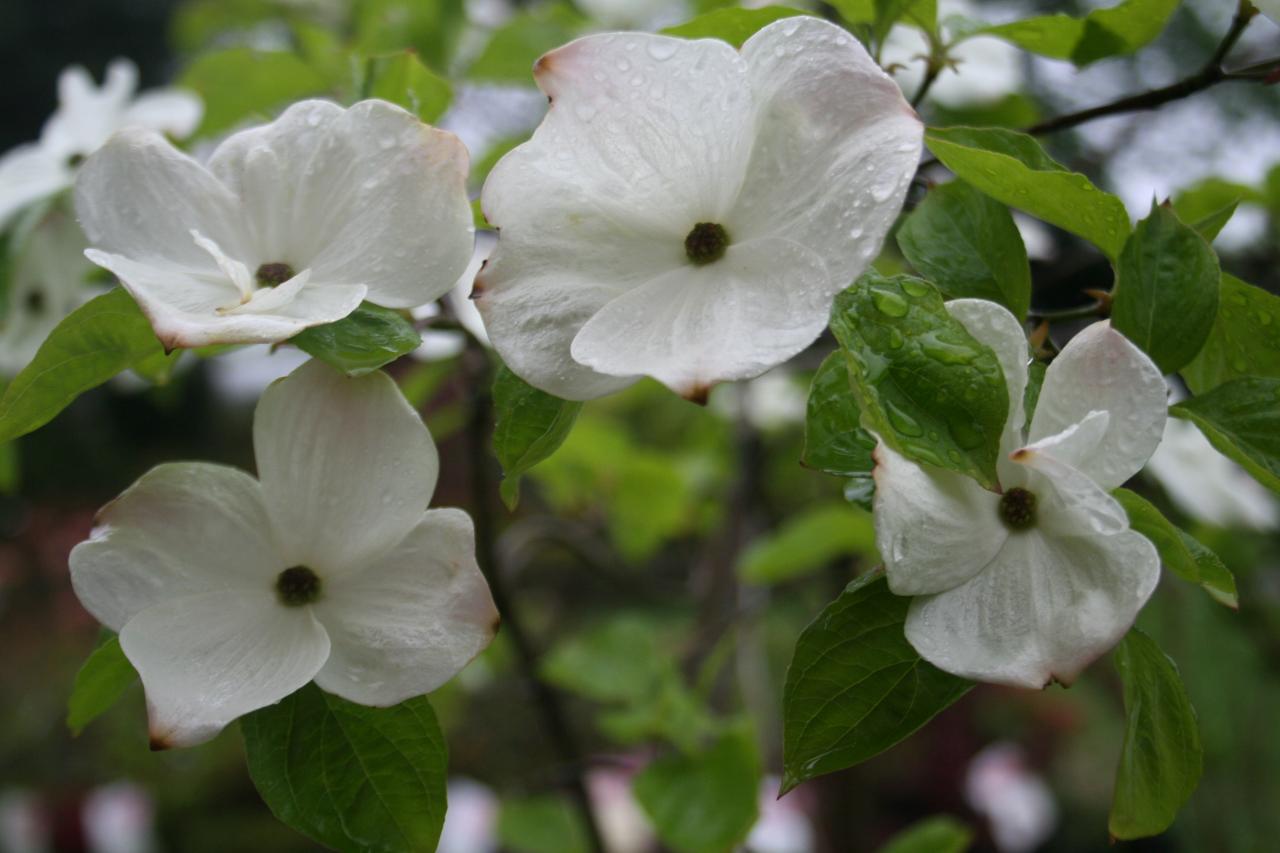 Cornus 'Eddie's White Wonder'