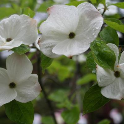 Cornus 'Eddie's White Wonder'