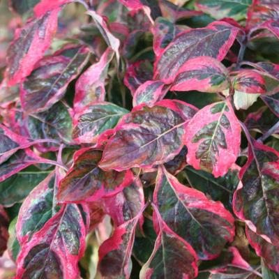 Cornus florida 'Cherokee Daybreak'-10-