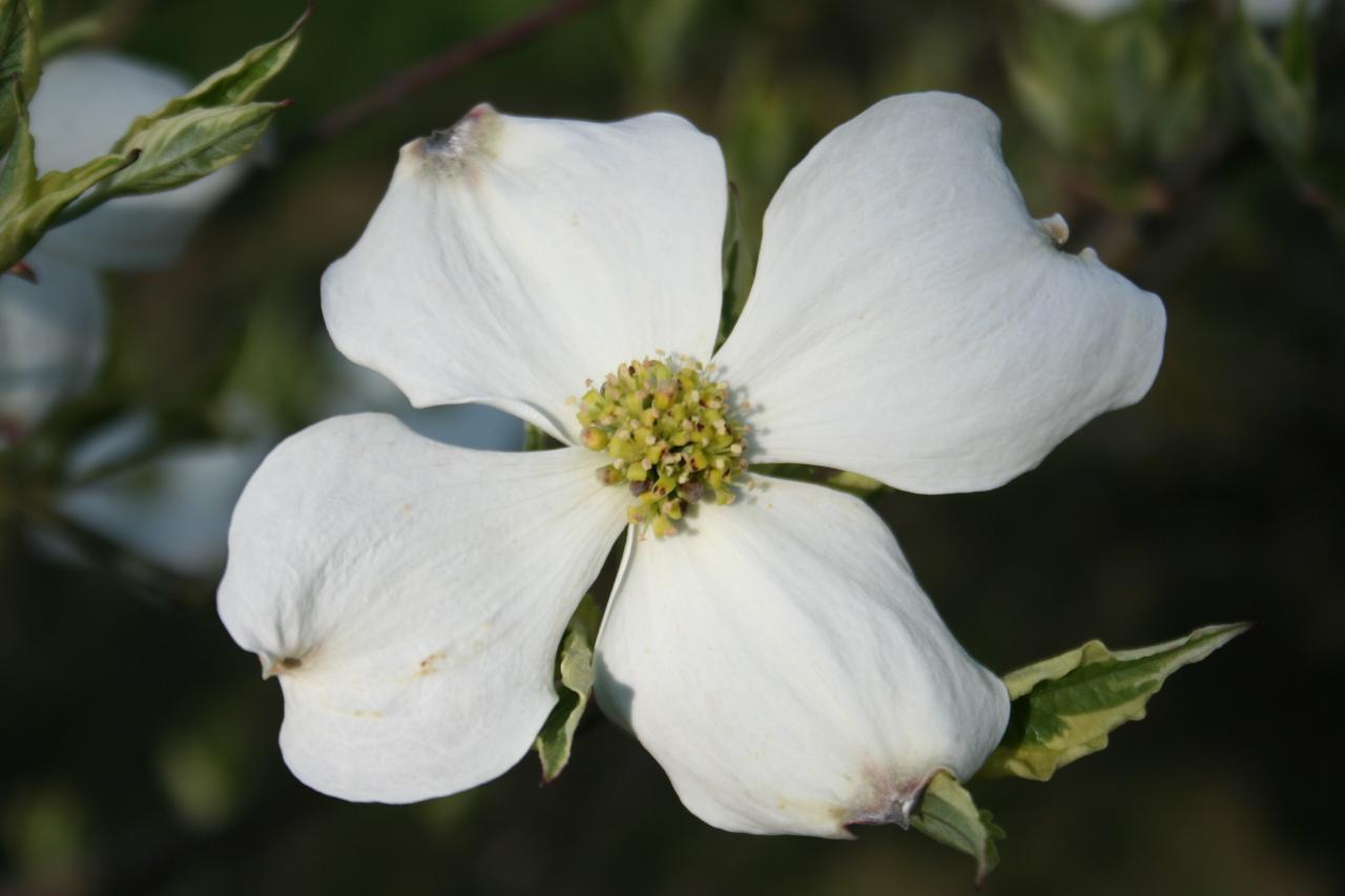 Cornus florida 'Cherokee Daybreak'-6-