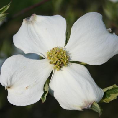 Cornus florida 'Cherokee Daybreak'-6-