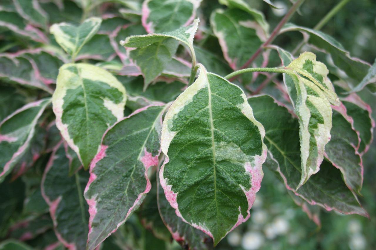 Cornus florida 'Cherokee Daybreak'-9-