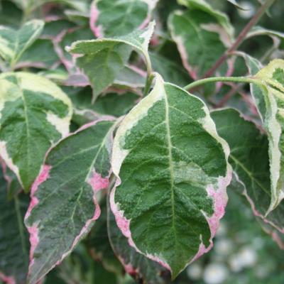 Cornus florida 'Cherokee Daybreak'-9-