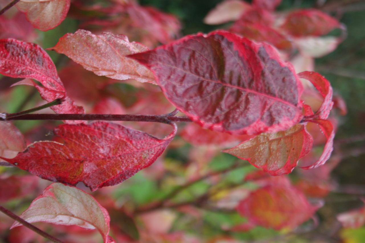 Cornus florida 'Cherokee Daybreak'