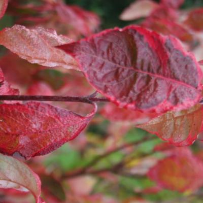 Cornus florida 'Cherokee Daybreak'