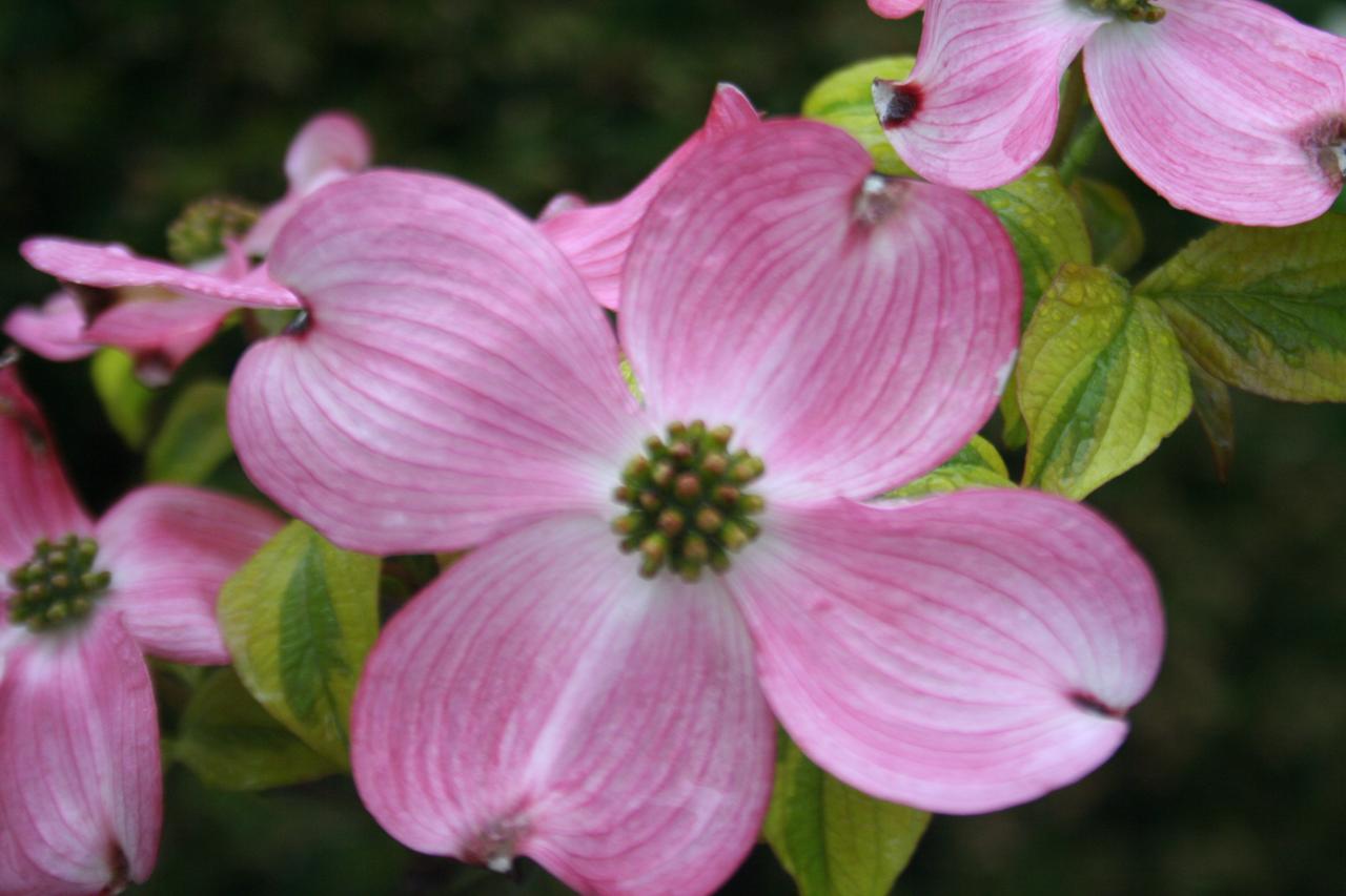 Cornus florida 'Cherokee Sunset'