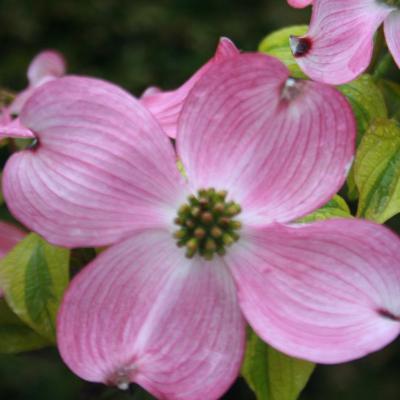 Cornus florida 'Cherokee Sunset'