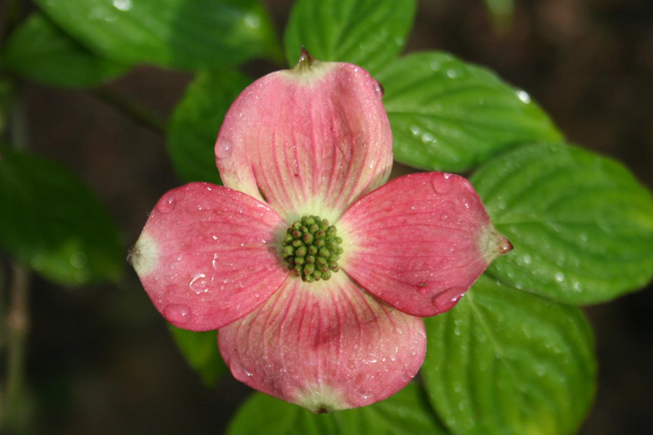 Cornus florida 'cultivar indeterminé' (R1)-4-