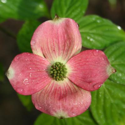 Cornus florida 'cultivar indeterminé' (R1)-4-