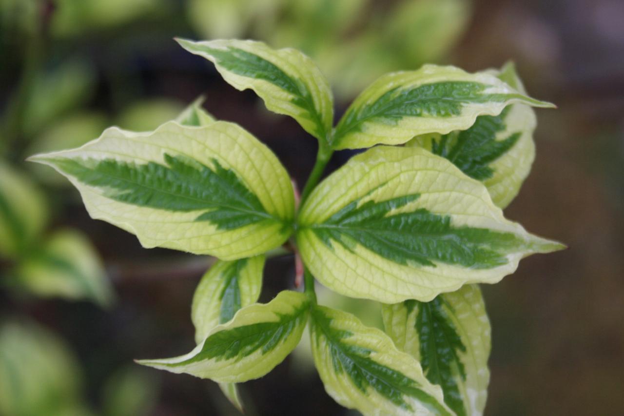 Cornus florida 'Daybreak'