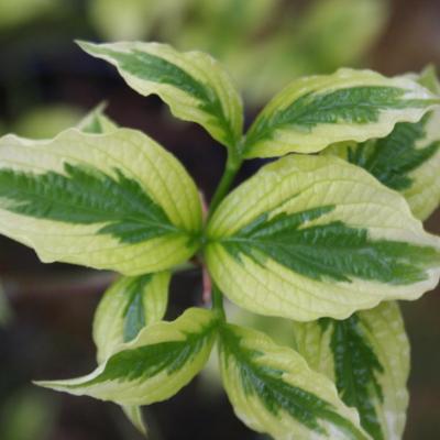 Cornus florida 'Daybreak'