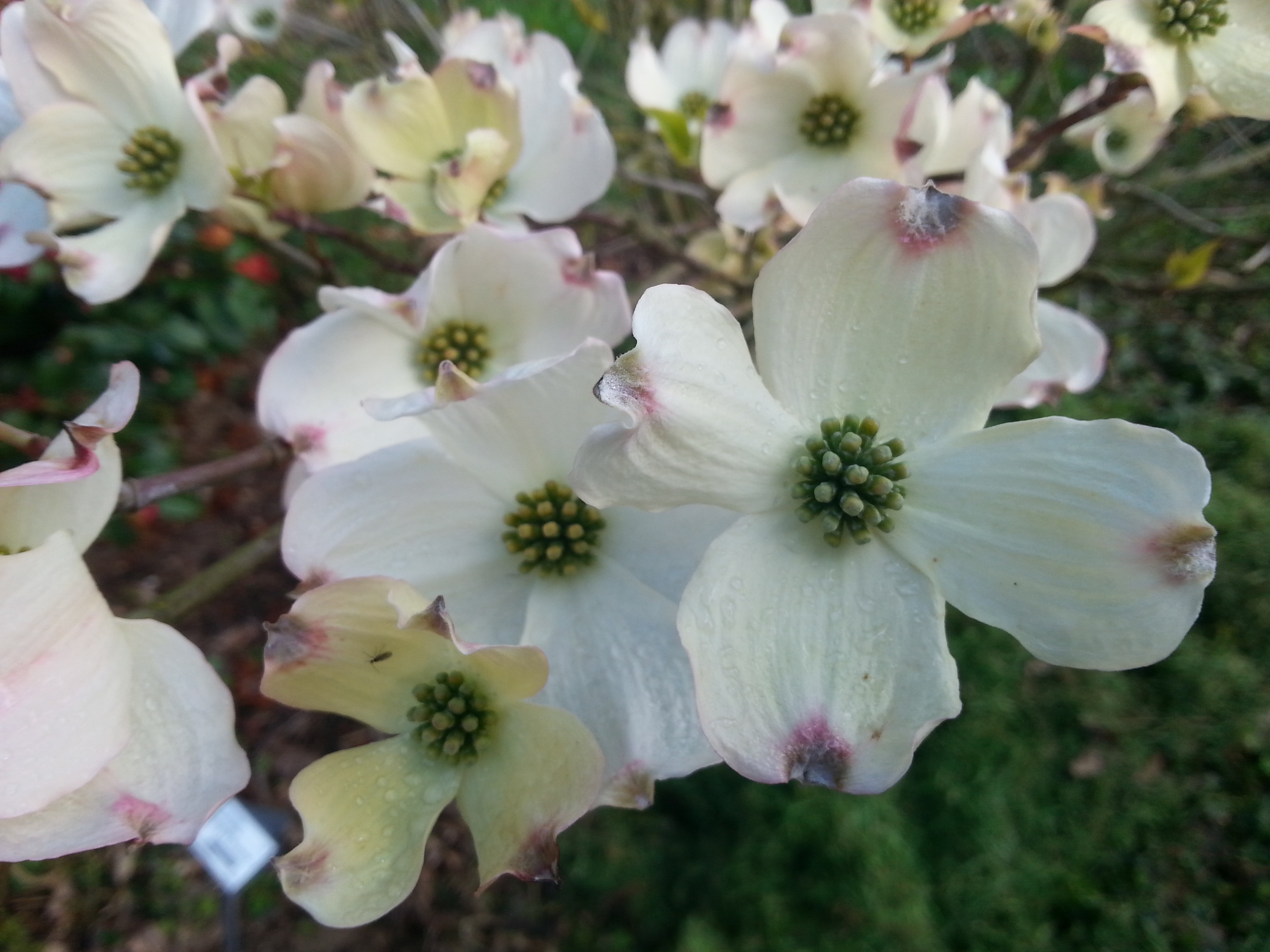 Cornus florida 'Rainbow'