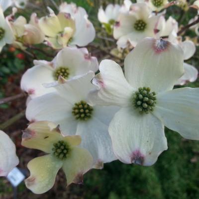 Cornus florida 'Rainbow'