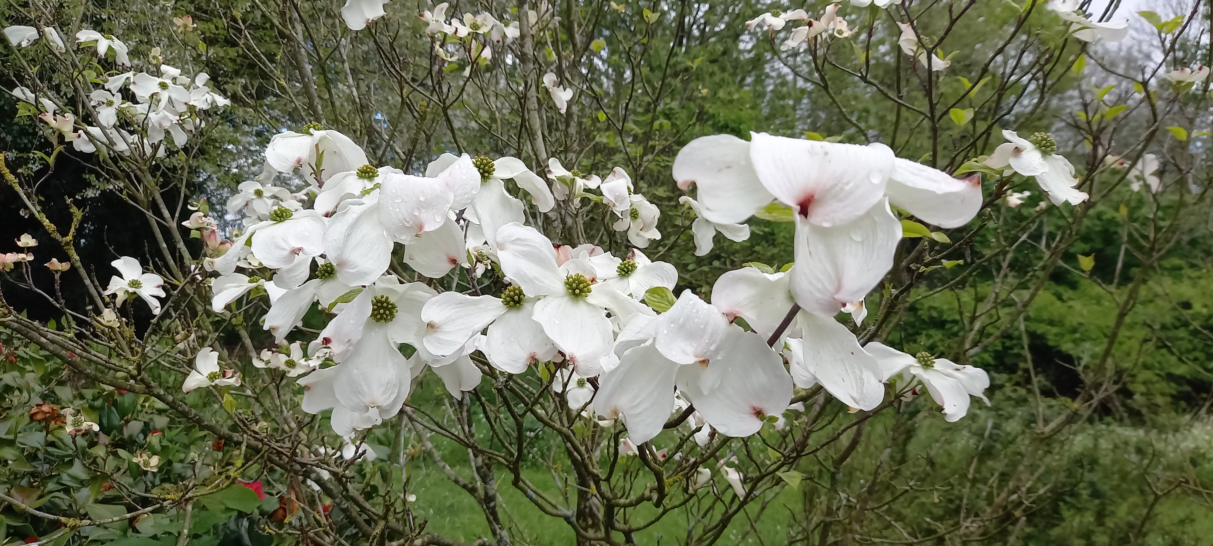 Cornus florida 'Rainbow'