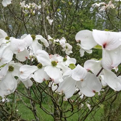 Cornus florida 'Rainbow'